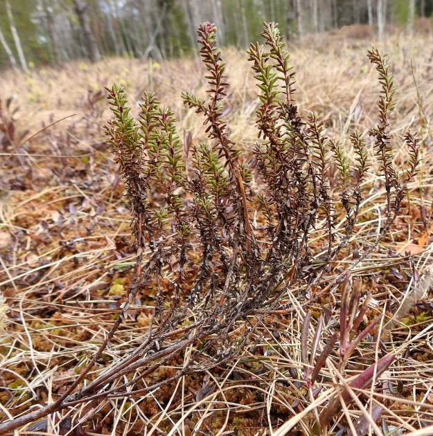 Empetrum nigrum subsp. nigrum - (musta)variksenmarja subsp. etelänvariksenmarja kasvaa mm. rämeillä ja suomättäiköissä. Se on monihaarainen, rento mutta yläosistaan koheneva ja tavallisesti noin 10-30 cm korkea varpu, jonka puutuneet varret voivat suikertaa sammalen ja karikkeen seassa metrinkin verran. Varsien vanhemmat alaosat ovat liereät ja ruskeat tai harmahtavat sekä pinnaltaan hilseilevät. EH, Hämeenlinna, Pullerinmäki, Ahvenistonharjun juurella olevan Kahtoilammen rantaräme ja -neva, 6.5.2022. Copyright Hannu Kämäräinen.