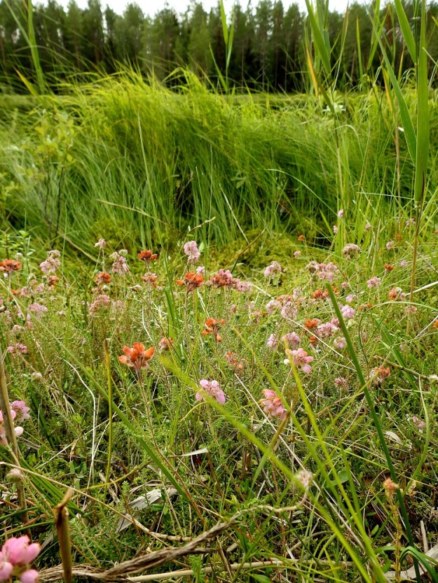 Erica tetralix - nummikellokanervalla on Suomessa vain yksi kasvualue Kuhmossa. Siellä se kasvaa rantarämeen ja kapean rantanevakaistan rajassa (kuvassa) sekä kuivahkolla lettonevarämeellä. Kn, Kuhmo, 10.8.2022. Koko kuvasarja on samalta kasvualueelta. Copyright Hannu Kämäräinen.