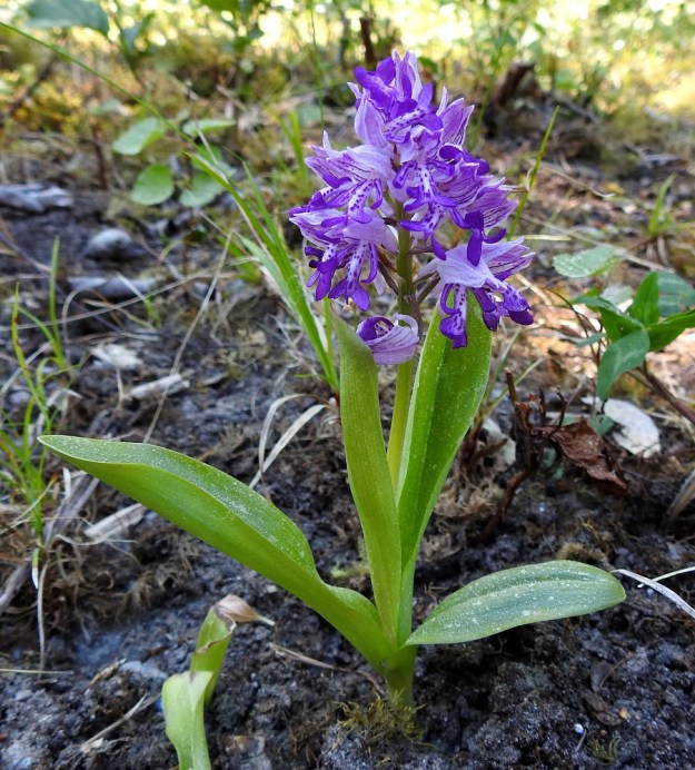 Orchis militaris - soikkokämmekän kukinnon yleisväri on Hangon kasvupaikalla ainakin varjossa sinivioletti ja lehdetkin näyttävät hieman tummemmilta. U, Hanko 11.6.2021. Copyright Hannu Kämäräinen.