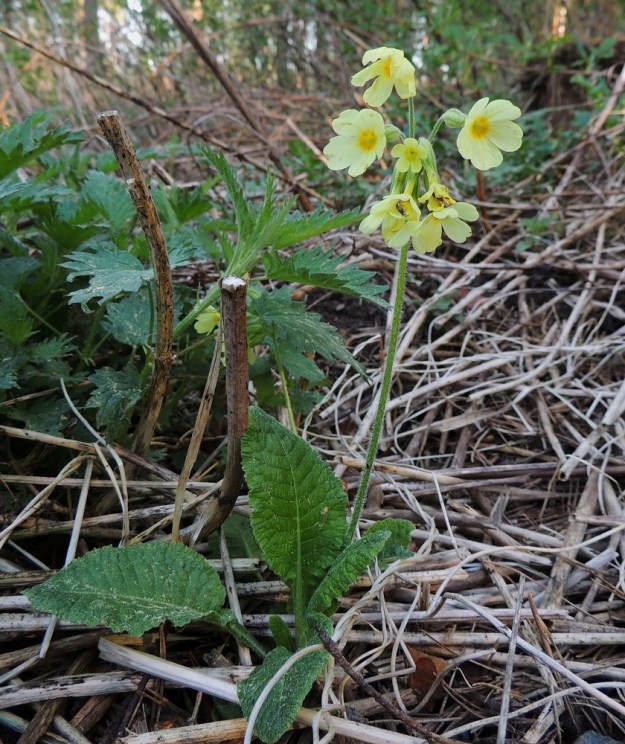 Primula elatior - lehtoesikko on monivuotinen ja lehtiruusukkeellinen vanakasvi. Se on pysty ruoho, joka on tavallisesti noin 10-30 cm korkea. 22.5.2014. Copyright Hannu Kämäräinen.