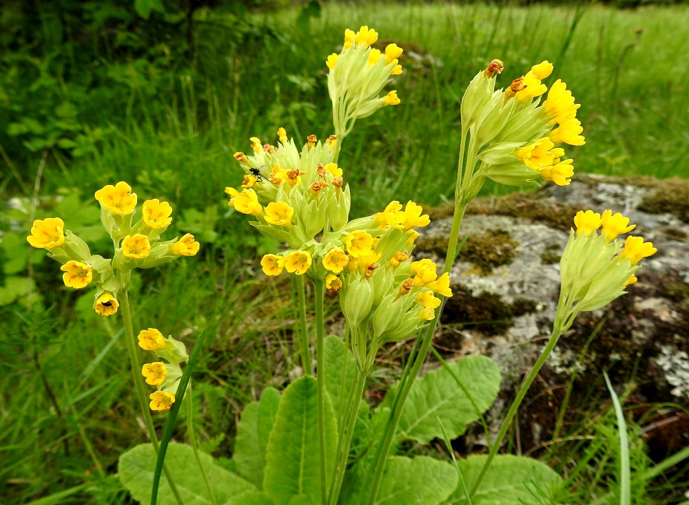 Primula veris - kevätesikon vanassa on tavallisesti viidestä kahteenkymmeneen kukkaa, mutta määrä saattaa joskus nousta jopa kolmeenkymmeneen. V, Turku, Iso-Heikkilä, Härkämäki, ketorinne, 28.5.2021. Copyright Hannu Kämäräinen.