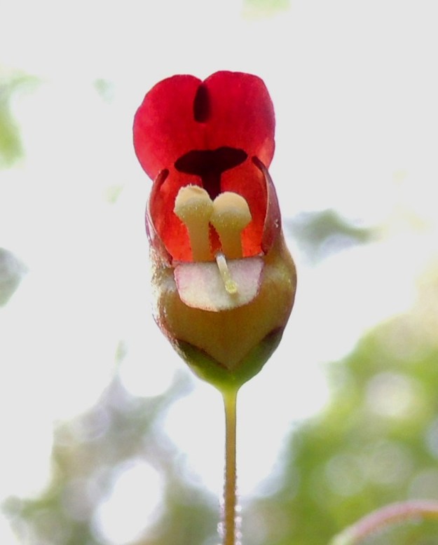 Scrophularia nodosa - (tumma)syyläjuuren kukassa on viisi hedettä, joista neljä on toimivaa ja yksi on siitepölytön joutohede. Neljä siitepölyllistä hedettä ovat keltaiset, noin 4-5 mm pitkät ja kiinnittyneet teriön torveen. Usein niistä vain kaksi on kerrallaan esillä, mikä pidentää pölytysaikaa. Joutohede on hyvin lyhyt, tumman punaruskea ja kiinnittynyt teriön ylähuuleen (näkyy kuvassa tummana keltaisten heteiden takana). Emiö on yksivartaloinen ja -luottinen. EH, Hämeenlinna, Hangasmäki, Hangastöllintien varren entinen peltosarka, 28.6.2013. Copyright Hannu Kämäräinen.