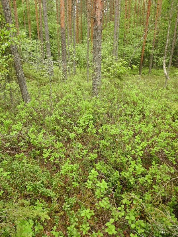 Vaccinium uliginosum subsp. uliginosum - (taiga)juolukka subsp. suojuolukka kasvaa rämeillä sekä neva- ja korpimättäiköissä, Keski- ja Pohjois-Suomessa myös kangasmetsissä ja Lapissa tunturikankailla. Juurakko maavarsineen on suikertava, haarova ja laaja. Myös varsien tyvet juurehtivat. Näiden ominaisuuksien avulla laji pystyy kasvullisesti levittäytymään laajoiksi varvikoiksi. EH, Hämeenlinna, Pullerinmäki, Ahvenistonharjun juurella olevan Kahtoilammen rantaräme, 9.6.2022. Koko kuvasarja on samalta kasvupaikalta. Copyright Hannu Kämäräinen.