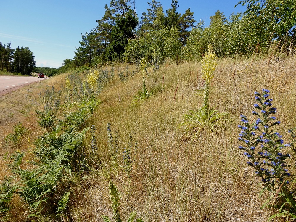 Verbascum speciosum - pustantulikukka on Suomessa ilmeinen viljelykarkulainen, joka kykenee leviämään luonnossa myös täysin itsenäisesti. Kuvan kasvupaikalla, tienlaidan ketorinteellä, oli kuvanottohetkellä yhdeksän kukkavartta ja kymmenen ruusuketta. Lähitienoilla ei ole asutusta. Seuralaisena on runsas (kylä)neidonkieli, Echium vulgare. 13.7.2022. Copyright Hannu Kämäräinen.