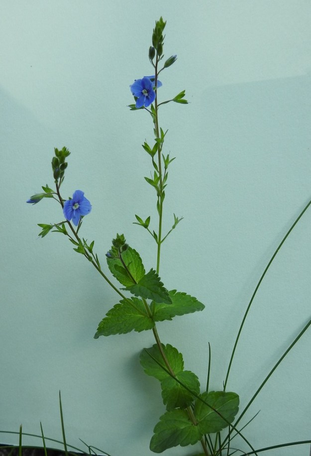 Veronica chamaedrys - nurmitädykkeen lehdet ovat ristikkäin vastakkaiset ja puikeat tai lähes soikeat. Alimmissa lehdissä voi olla lyhyt, vain 1-2 mm pitkä ruoti, mutta valtaosa lehdistä on ruodittomia. Lehtilapa on tavallisesti noin 1,5-2,5 cm pitkä ja leveimmältä kohtaa noin 1-1,5 cm leveä. EH, Hämeenlinna, Loimalahti, Hirsimäki, omakotitalon pihamaa, 10.6.2019. Copyright Hannu Kämäräinen.