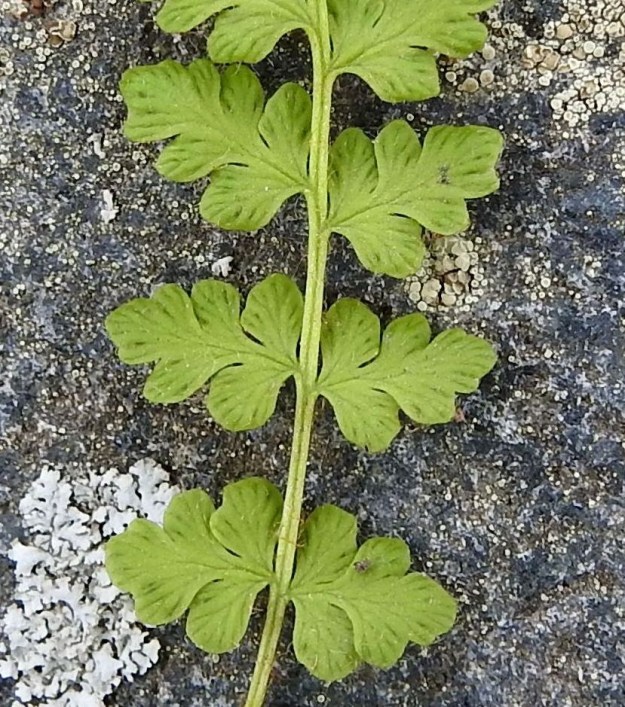 Woodsia glabella - kaljukiviyrtin sivulehdykät ovat leveänpuikeat tai kolmiomaiset ja lavan alaosassa usein pyöreähköt sekä pariliuskaiset. Isoimmat lehdykät ovat tavallisesti noin 4-9 mm pitkiä ja noin 3-7 mm leveitä. Lehdyköiden sivuliuskapareja on yleensä yhdestä kolmeen ja harvemmin neljä. Sivuliuskat ovat pyöreäpäiset ja laidoiltaan tavallisesti ehyet. Ks, Kuusamo, Juuma, Kitkajoen länsipuoli Myllykosken rannan kallioseinämärinne, 10.8.2022. Copyright Hannu Kämäräinen.