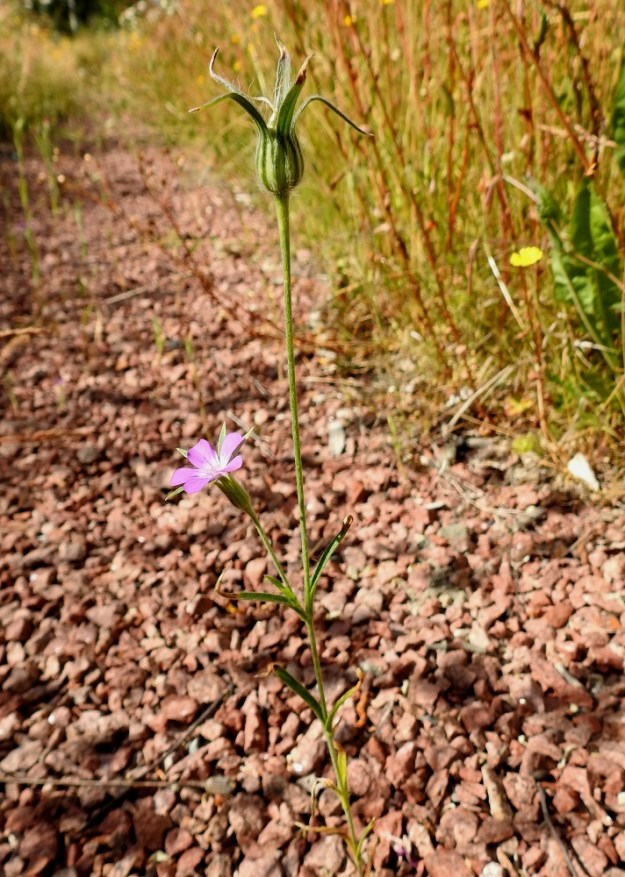 Agrostemma githago - isoaurankukka jää varsinkin karuilla kasvupaikoilla yleensä pieneksi ja haarattomaksi tai vähähaaraiseksi. 11.7.2022. Copyright Hannu Kämäräinen.