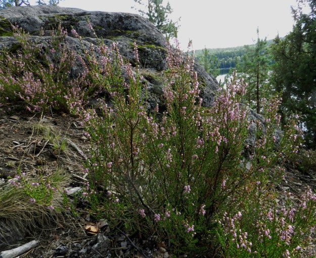 Calluna vulgaris - (kangas)kanerva viihtyy myös kalliomaastoissa. Sen kasvutapa on pysty tai polveillen koheneva. Puutuneet varret ovat punaruskeat, harmaanruskeat tai muuten harmahtavat sekä pinnaltaan hilseilevät. EH, Hämeenlinna, Luhtiala, Aulangonjärven koillispuoli, Levonkallio, 4.9.2011. Copyright Hannu Kämäräinen.