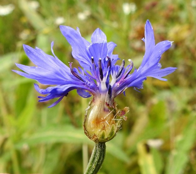 Centaurea cyanus - ruiskaunokin kehräkukan pelkkä teriö on yleensä noin 12-15 mm pitkä. Sen tyviosa on laitakukkien tavoin hyvin kapean tasasoukka ja jää kehdon sisään. Kuvassa kehto on avattu. EH, Hämeenlinna, Tiirinkoski, laajan peltoaukean laita, Hämeen Härkätien ja Haantien kulmauksessa olevan pellon reuna tienvarressa, 31.8.2022. Copyright Hannu Kämäräinen.