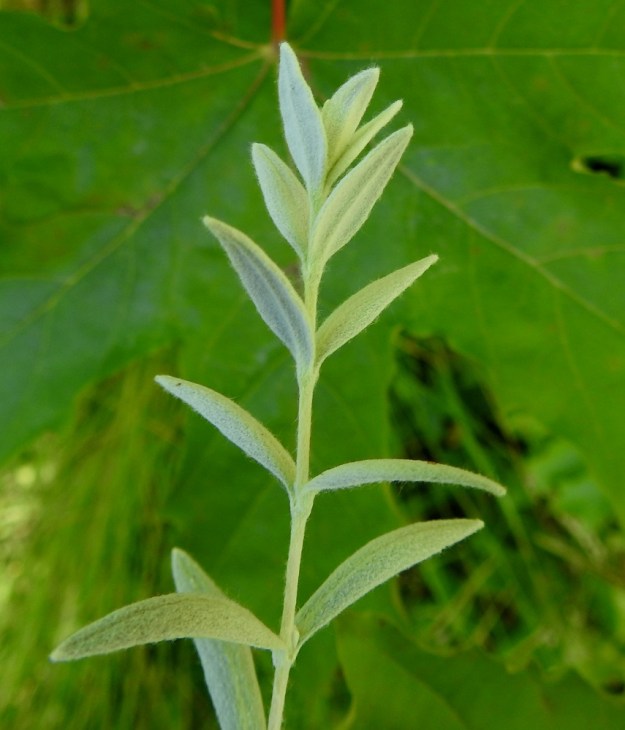 Cerastium tomentosum - hopeahärkin lehdet ovat vastakkaiset, ruodittomat ja kapeansuikeat tai lähes tasasoukat. Ne ovat yleensä noin 15-45 mm pitkät ja leveimmältä kohtaa noin 2-6 mm leveät. Varsissa on lehtihankaisia kukattomia haaroja, jollaista kuvakin esittää. V, Lohja, Jantoniemi, Jantoniementien jyrkkä laitarinne, 7.7.2022. Copyright Hannu Kämäräinen.