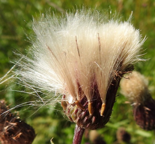Cirsium arvense - pelto-ohdakkeen (kuvassa rikkapelto-ohdake var. arvense) pohjuspähkylä on pitkulainen, litteähkö ja sileä sekä kellanruskehtava. Se on tavallisesti noin 3-4 mm pitkä ja noin 1-1,5 mm leveä. Sen kärjessä on valkoinen ja sulkahaivenista muodostunut pappus eli kehräkukan verhiön muutunnainen, joka on pidentynyt noin 20-30 mm pitkäksi. Tämä helpottaa pähkylöiden leviämistä ilmavirran ja tuulten mukana. EH, Hämeenlinna, Loimalahti, Loimalahdentien Tervaniemeen ja Alajärven rantaan vievän loppupään laitaruohikko, 20.7.2022. Copyright Hannu Kämäräinen.