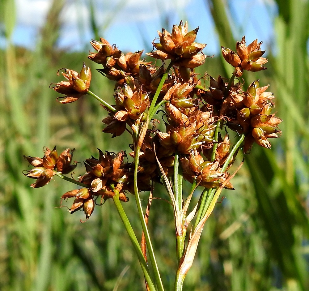 Cladium mariscus - (iso)taarnan pähkylät ovat soikeat, suippokärkiset, kiiltävät ja kellanruskeat sekä noin 3 mm pitkät. 9.8.2022. Copyright Hannu Kämäräinen.