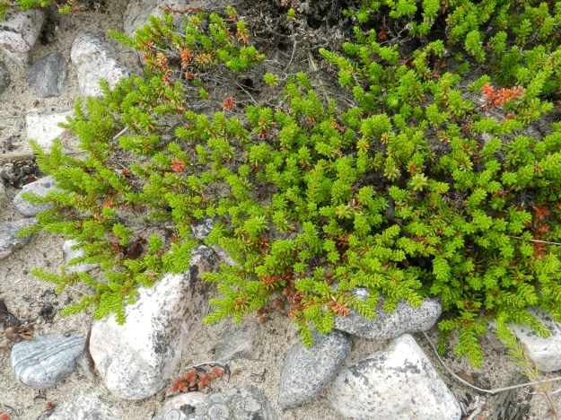 Empetrum nigrum subsp. nigrum - (musta)variksenmarja subsp. etelänvariksenmarja suosii myös hiekkamaita, joissa se juuristonsa ja juurehtivien varsiensa avulla voi levittäytyä laajoiksi ja tiheiksi varvikoiksi. V, Kemiönsaari, Hiittisten saaristo, Örö, saaren länsipuolen merenranta, 14.7.2012. Copyright Hannu Kämäräinen.