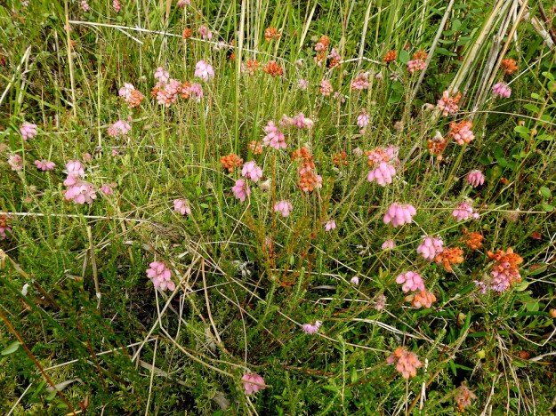 Erica tetralix - nummikellokanerva tuottaa Suomessakin siemeniä, mutta yleisin lisääntymistapa on kasvullinen leviäminen. Puutunut juuristo suikertaa ja haaroo sekä nostaa varsia laajenevassa kehässä. Kuvassa oleva kasvustokin on hyvin suurella todennäköisyydellä samaa yksilöä. 10.8.2022. Copyright Hannu Kämäräinen.