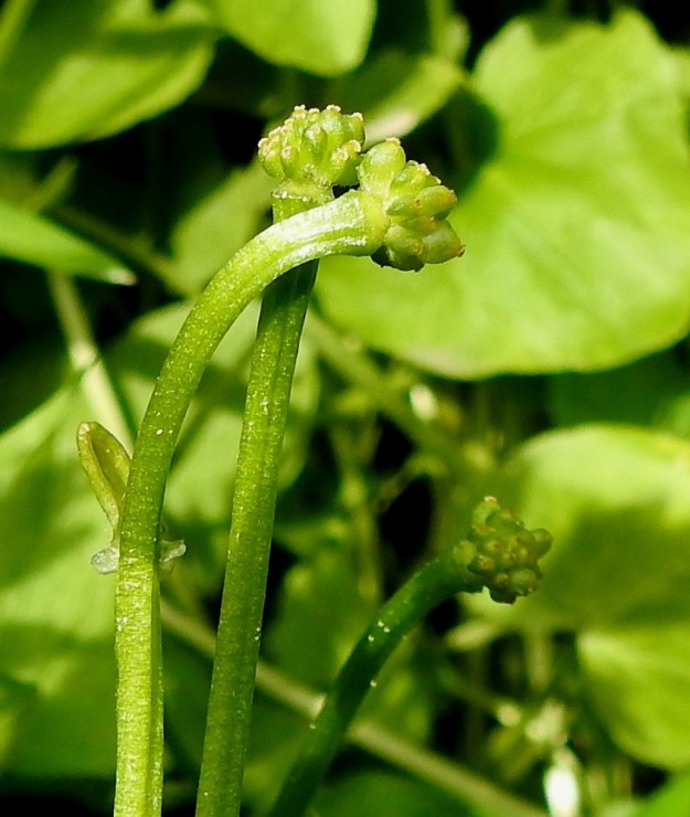 Ficaria verna (Ranunculus ficaria) - mukulaleinikin kaikista kukista yleensä kehittyy jonkinlainen hedelmistö, mutta pähkylät jäävät useimmiten vajavaisiksi. Ne ovat täysin kehittyneinä lähinnä pitkänpyöreitä ja noin 3-4 mm pitkiä. Niidenkin itävyys on huono. EH, Hämeenlinna, Keinusaari, Vanajaveden ranta Varikonniemen eteläpuolella, 14.6.2022. Copyright Hannu Kämäräinen.