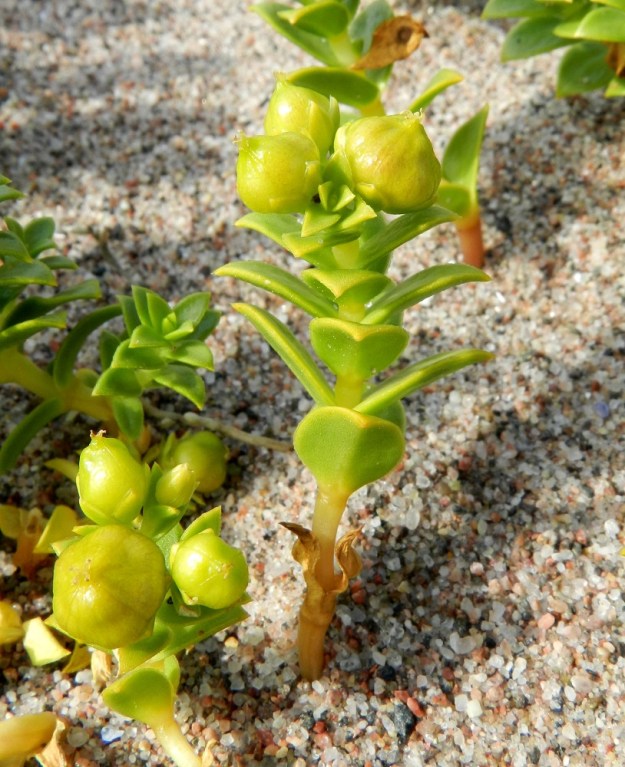 Honckenya peploides - suola-arhon lehdet ovat ruodittomat ja ristikkäin vastakkain. Ne ovat möyheät ja molemmin puolin kaljut. V, Kemiönsaari, Hiittisten saaristo, Örö, saaren pohjoisosan länsipuolinen merenranta, 14.7.2012. Copyright Hannu Kämäräinen.