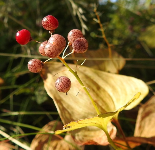 Maianthemum bifolium - (metsä)oravanmarjan kypsyessä punaväri valtaa vähitellen koko marjan yhtenäiseksi pinnaksi. EH, Hämeenlinna, Majalahti, Hirsimäki, Näsiäntien ja Louhoksentien välinen metsäalue, 10.9.2022. Copyright Hannu Kämäräinen.