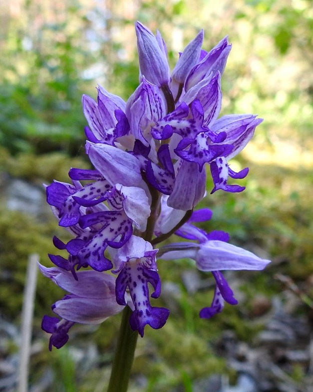 Orchis militaris - soikkokämmekän sinivioletissa kukinnossa yleisilme on erilainen, mutta kukan kehälehtien rakenne on tunnistettavan sama. U, Hanko 11.6.2021. Copyright Hannu Kämäräinen.