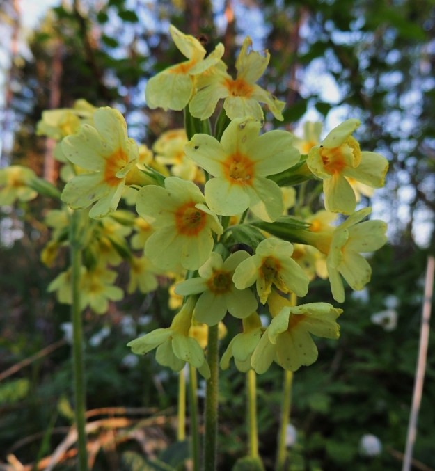 Primula elatior - lehtoesikon teriö on yhdislehtinen, viisiliuskainen ja vaaleankeltainen. Liuskojen tyvellä on tummankeltainen, toisinaan oranssiin vivahtava rinkula. Lähilajin, kevätesikon, P. veris, kukat ovat kirkkaankeltainen ja liuskojen tyviosassa ovat pyöreähköt tai soikeahkot, oranssit täplät. 22.5.2014. Copyright Hannu Kämäräinen.