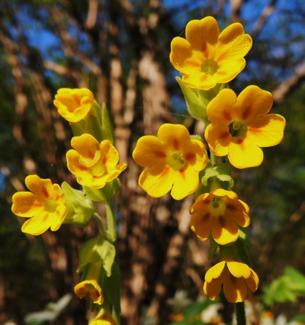 Primula veris - kevätesikon teriön kärki on maljamainen ja yleensä noin 8-15 mm leveä. Se on väriltään kirkkaankeltainen. Itsepölytyksen estämiseksi hetiön ja emiön aktiivisuus on tavallisesti eriaikainen. Kun yksivartaloinen emi nostaa pyöreän luottinsa teriön suuaukolle, heteet vain vaivoin näkyvät kapean teriötorven pohjalla. A, Jomala, Ramsholm, luonnonsuojelualue, 25.5.2013. Copyright Hannu Kämäräinen.