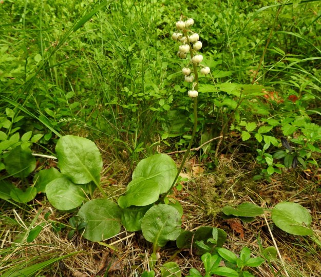 Pyrola media - kellotalvikki on pysty, ruusukelehtinen ja yleensä noin 10-30 cm korkea, kalju ruoho. Kukintovarsi, joka on samalla myös kukintoperä, on muiden terttutalvikkien tavoin haaraton, ohut ja särmikäs. EH, Hämeenlinna, Loimalahti, Kolkanmäen sivua kulkevan ulkoilureitin laitametsä, 2.7.2022. Copyright Hannu Kämäräinen.