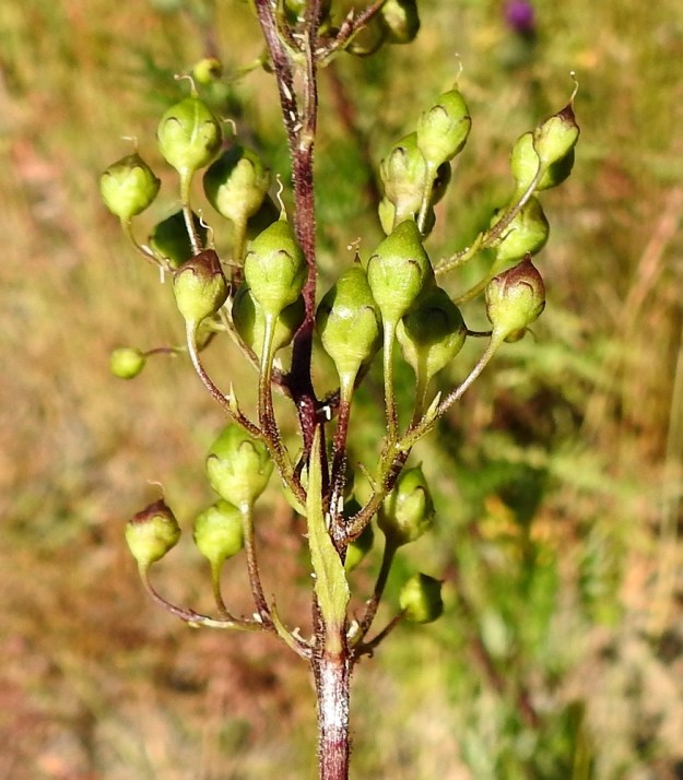 Scrophularia nodosa - tummasyyläjuuren kotahedelmä on monisiemeninen ja lähinnä leveän munanmuotoinen mutta teräväkärkinen kota, joka on noin 5-6 mm pitkä ja tyveltään samanlevyinen. Se on kalju, kypsänä ruskehtava ja avautuu laitasaumoistaan tyveen asti. A, Maarianhamina, Ytternäs, Västra Ytternäsvägenin ja Altorpin mökkitien kulmauksen niittyalue, 11.7.2022. Copyright Hannu Kämäräinen.