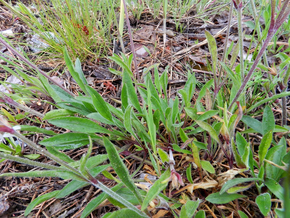 Silene nutans - nuokkukohokin (kuvassa karvanuokkukohokki, var. nutans) aluslehdet ovat ruodillisia, ehytlaitaisia sekä vastapuikeita tai suikeahkoja. Pituutta niillä on ruotineen noin 5-15 cm. Varsilehdistä alin pari on ruodillinen ja vastapuikea tai suikeahko sekä ylemmät ruodittomia, kapean suikeita tai lähes tasasoukkia. Mitoiltaan varsilehdet ovat tavallisesti noin 1,5-8 cm pitkiä. U, Hanko, Täktom, Långören, niemeen johtava kapea hiekkakannas Kattrumpan-merenlahden venerannalla, 19.6.2012. Copyright Hannu Kämäräinen.