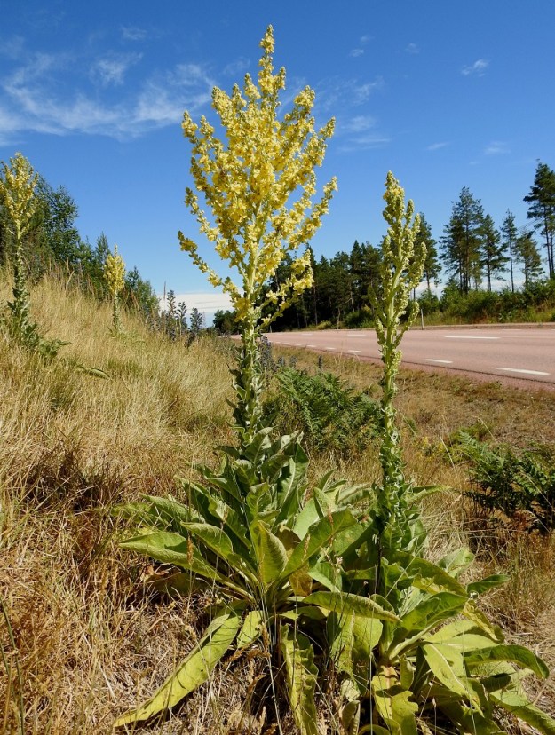 Verbascum speciosum - pustantulikukka on haarovine kukintoineen hyvin näyttävä laji. Sitä on viime vuosikymmeninä jonkin verran käytetty puutarhoissa. Laji on tulikukkien vallitsevan ominaisuuden tavoin kaksivuotinen. Ensimmäisenä vuotena kasvaa lehtiruusuke ja toisena vuotena yksilö kasvattaa kukkavarren, joka kuolee syksyllä. Ominaisuus tekee tulikukista hankalia puutarhakasveja, koska ne siirtyilevät hallitsemattomasti ja hakeutuvat mielellään karummille ja sorapitoisille kasvupaikoille. Suomessakin pääosa vähistä villiytymistä on tienlaidoilla. A, Lemland, Rörstorp, Lemlandsvägenin laitarinne noin 500 m Mönbackavägenin risteyksestä länteen, 13.7.2022. Koko kuvasarja on samalta kasvupaikalta. Copyright Hannu Kämäräinen.