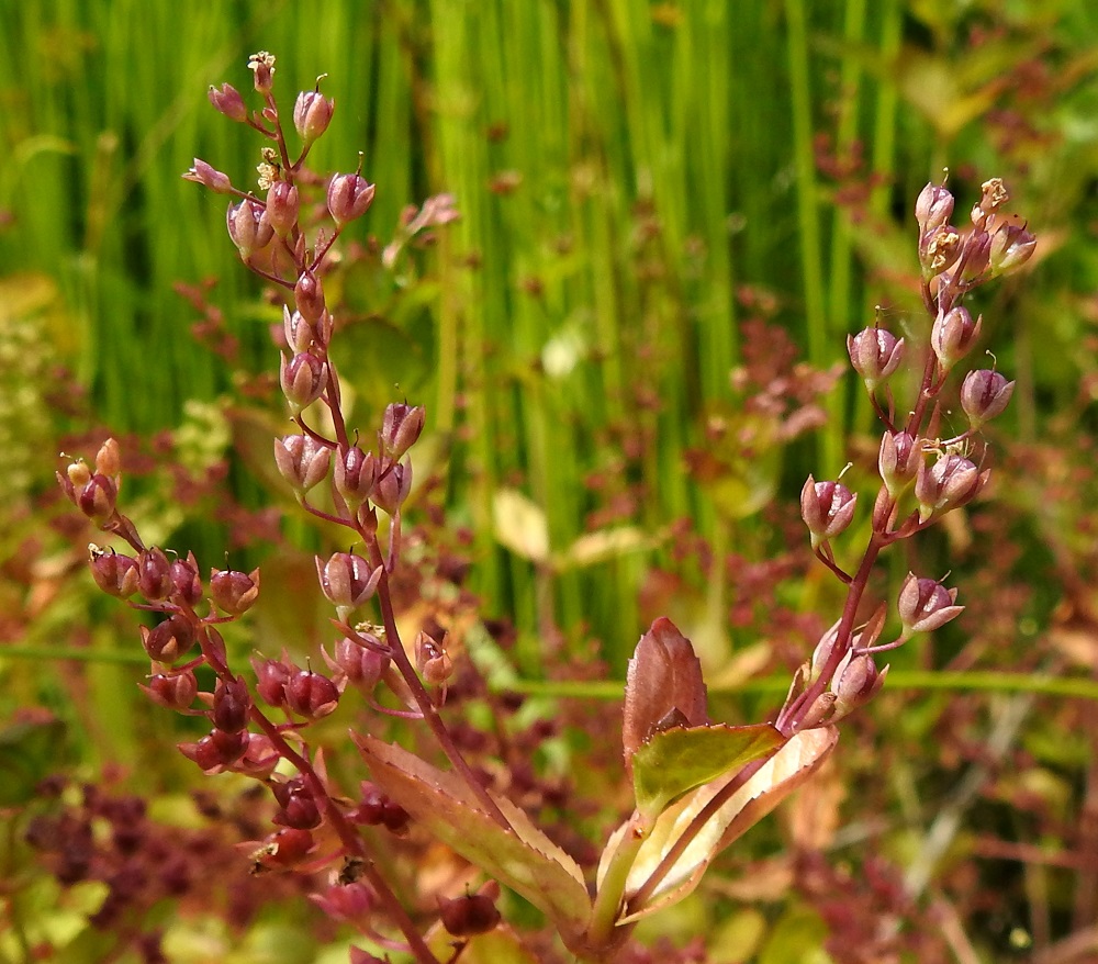 Veronica beccabunga - ojatädyke hedelmineen saa suorassa auringonpaisteessa ylleen punavärin. A, Eckerö, Storby, Käringsundsvägenin laitaoja Eckeröhallenin kohdalla, 10.7.2022. Copyright Hannu Kämäräinen.