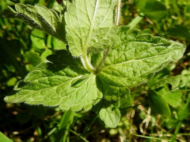 Veronica chamaedrys - nurmitädykkeen lehtien laita on matalasti ja joskus syvemmin isohampainen. Lehdet ovat molemmin puolin karvaiset. Karvoitus on runsainta reunoissa ja alapinnan suonissa. EH, Hämeenlinna, Loimalahti, Hirsimäki, omakotitalon pihamaa, 10.6.2019. Copyright Hannu Kämäräinen.