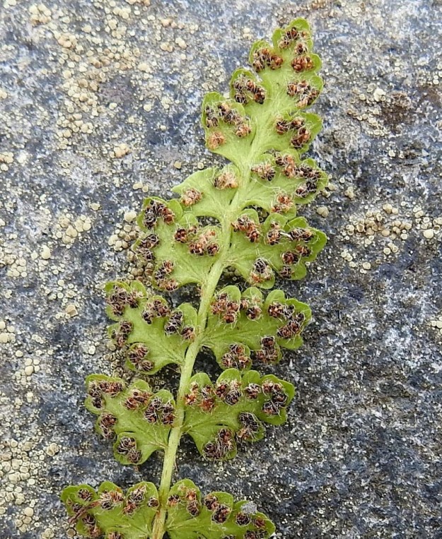 Woodsia glabella - kaljukiviyrtin itiöpesäkeryhmät muuttuvat kypsyessään ruskeiksi tai mustanruskeiksi. Itiöpöly on ruskeaa. Ks, Kuusamo, Juuma, Kitkajoen länsipuoli Myllykosken rannan kallioseinämärinne, 10.8.2022. Copyright Hannu Kämäräinen.