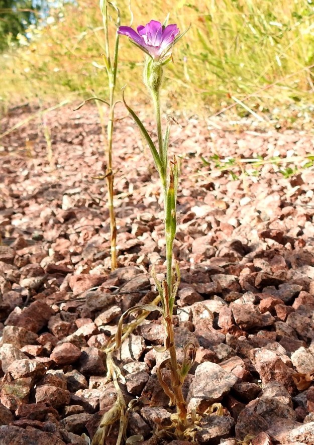 Agrostemma githago - isoaurankukan pituus voi vaihdella suuresti. Flora Nordican 2. osan (2001) mukaan vaihteluväli on peräti 5-125 cm. Kuvan haaraton yksilö on noin 25 cm korkea. 11.7.2022. Copyright Hannu Kämäräinen.