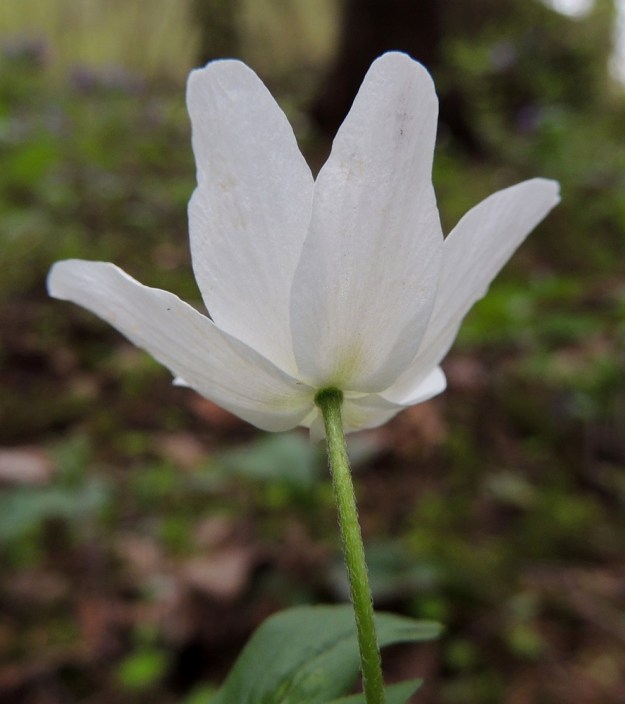 Anemone nemorosa - valkovuokon kehälehdet eivät ole erilaistuneet verhiöksi ja teriöksi. Kehä näyttää kyllä teriömäiseltä, mutta kukan alapuolelta ei löydy verholehtiä. EH, Hämeenlinna, Luhtiala, Aulangonjärven koillispuoli, Käärmekallio, 12.5.2013. Copyright Hannu Kämäräinen.