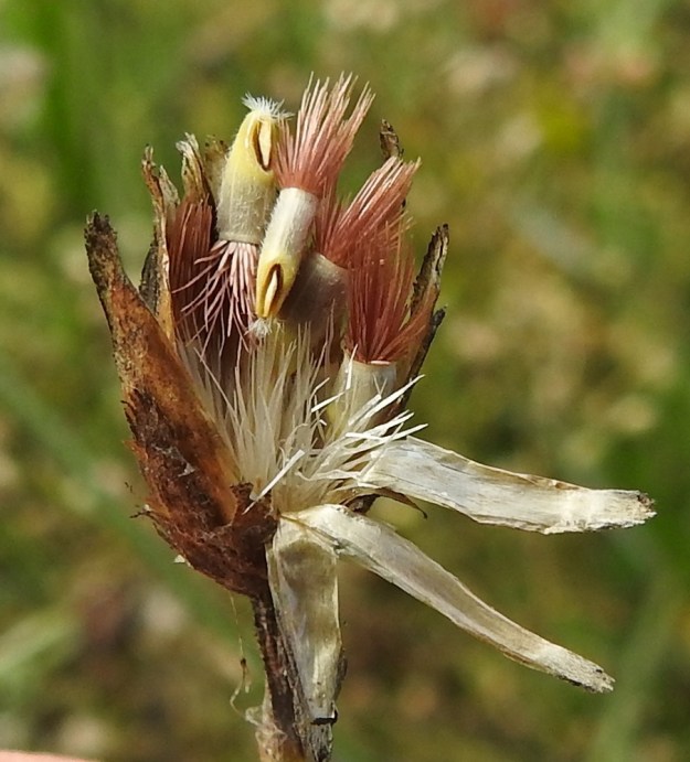 Centaurea cyanus - ruiskaunokin pohjuspähkylä on pitkulainen, hienokarvainen ja kellanvalkoinen. Se on kypsänä tavallisesti noin 3,5-4 mm pitkä ja noin 1,5 mm leveä. Sen kärjessä on ruskeahko, sukasista muodostunut ja noin 3-4 mm pitkä pappus eli kehräkukan verhiön muutunnainen. Kuvassa mykerön tyvellä näkyvät myös valkoiset, sukasiksi jakautuneet tukisuomut. EH, Hämeenlinna, Tiirinkoski, laajan peltoaukean laita, Hämeen Härkätien ja Haantien kulmauksessa olevan pellon reuna tienvarressa, 31.8.2022. Copyright Hannu Kämäräinen.