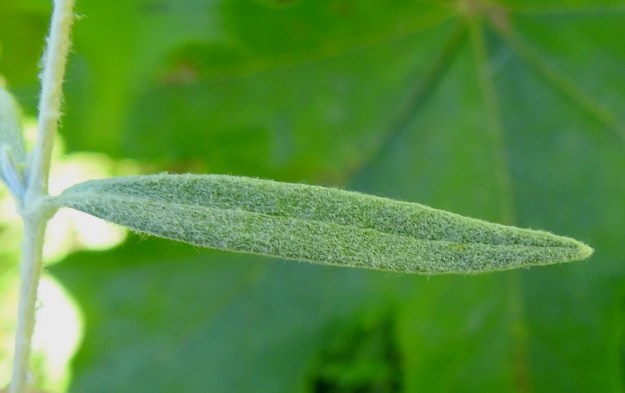 Cerastium tomentosum - hopeahärkin lehdet ovat yleensä noin 15-45 mm pitkät ja leveimmältä kohtaa noin 2-6 mm leveät. Lehdet, kuten koko kasvikin, ovat tieteellisen ja suomalaisen nimensä mukaisesti lähes huopamaisen tiheästi ja lyhyesti valkokarvaiset. V, Lohja, Jantoniemi, Jantoniementien jyrkkä laitarinne, 7.7.2022. Copyright Hannu Kämäräinen.