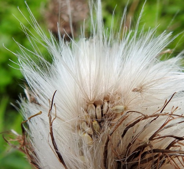 Cirsium heterophyllum - huopaohdakkeen pohjuspähkylä on pitkulainen tai soikeahko, vähän litistynyt, sileä ja luunvalkoinen tai ruskehtava. Se on tavallisesti noin 3-5 mm pitkä ja noin 1-1,5 mm leveä. Sen kärjessä on leviämistä helpottava, valkoinen ja sulkahaivenista muodostunut pappus eli kehräkukan verhiön muutunnainen. EH, Hämeenlinna, Vuorentaka, laaja peltoaukea, Hämeen Härkätien laitaruohikko, 27.7.2022. Copyright Hannu Kämäräinen.