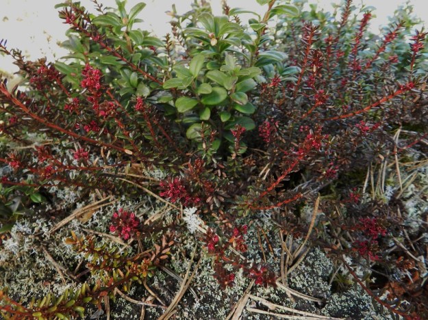 Empetrum nigrum subsp. nigrum - (musta)variksenmarja subsp. etelänvariksenmarja on myös kuivien kangasmetsien peruslajistoa yhdessä (taiga)puolukan, Vaccinium vitis-idaea, kanssa. EH, Hämeenlinna, Tuulos, Mäntynummi, Hevospierettämänmäki, 1.5.2012. Copyright Hannu Kämäräinen.