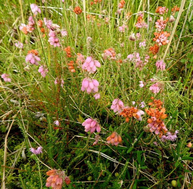 Erica tetralix - nummikellokanervan siitepölytutkimuksilla on voitu osoittaa, että laji on saapunut tälle kasvupaikalle jo jääkauden jälkeisenä lämpökautena. Kasvualue on koko lajin itäisin ja lähimpiin lajikumppaneihin on matkaa noin 700 km. Kuvassa seuralaisina ovat mm. suokukka, Andromeda polifolia, (kangas)kanerva, Calluna vulgaris ja isokarpalo, Vaccinium oxycoccos. 10.8.2022. Copyright Hannu Kämäräinen.