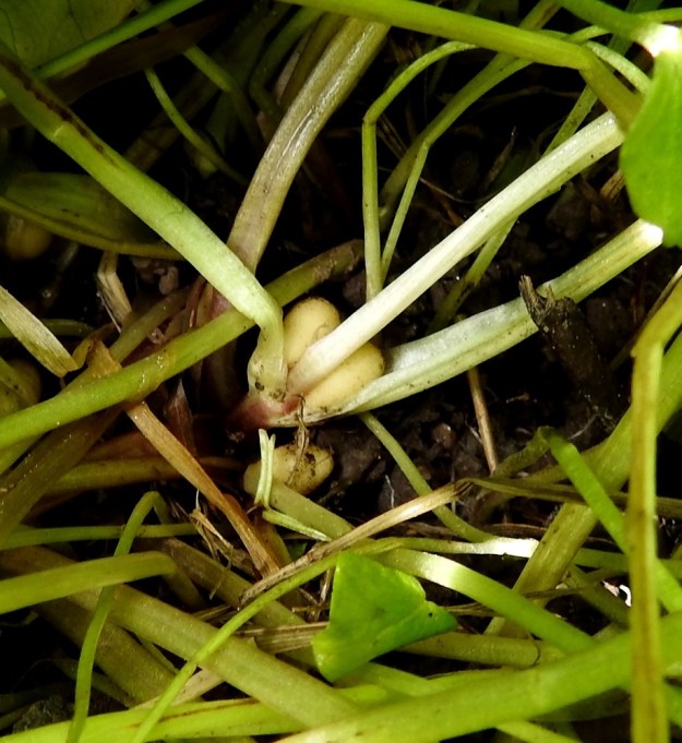 Ficaria verna (Ranunculus ficaria) - mukulaleinikin heikon suvullisen lisääntymisen on melkein kokonaan korvannut kasvullinen kloonautuminen. Yksi tällaisen leviämisen muoto ovat lehtihankoihin kehittyvät pallomaiset ja valkoiset itusilmut, jotka voivat esim. tulvaveden mukana kulkeutua kauaksikin. EH, Hämeenlinna, Keinusaari, Vanajaveden ranta Varikonniemen eteläpuolella, 14.6.2022. Copyright Hannu Kämäräinen.