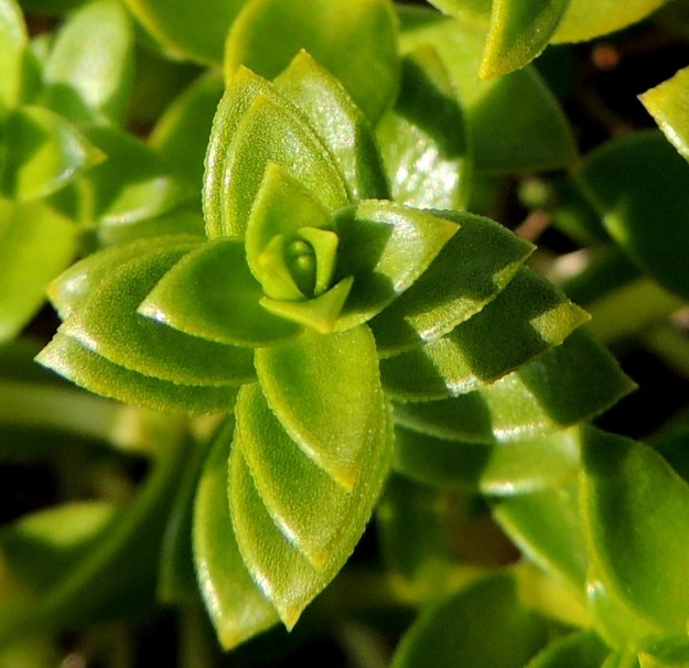 Honckenya peploides - suola-arhon lehdet ovat puikeat tai soikeat ja teräväkärkiset sekä tavallisesti noin 1-2,5 cm pitkät ja leveimmältä kohtaa noin 0,5-1,5 cm leveät. Laidat ovat kapeasti kalvoreunaiset ja yleensä matalasti nyhälaitaiset. OP, Oulu, Oulunsalo, Pajuniemi, Riuttu, Hailuodon lauttarannan läheinen merenrantahietikko, 17.7.2015. Copyright Hannu Kämäräinen.