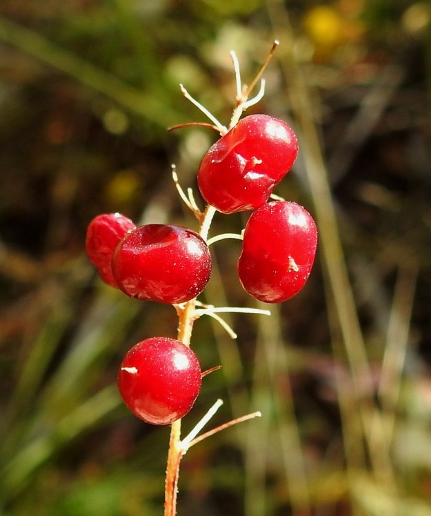 Maianthemum bifolium - (metsä)oravanmarjan kypsät marjat ovat meheviä mutta hyvin myrkyllisiä. Marjasato vaihtelee ja jonkin tutkimuksen mukaan vain noin neljäsosa kukista kehittyy marjoiksi saakka. Kuvan marjaterttu vastaa täysin tätä keskiarvoa. Sen sijaan kaksisiemenisten marjojen enemmyys yksisiemenisiin marjoihin nähden on harvinaisempaa. EH, Hämeenlinna, Majalahti, Hirsimäki, Näsiäntien ja Louhoksentien välinen metsäalue, 10.9.2022. Copyright Hannu Kämäräinen.