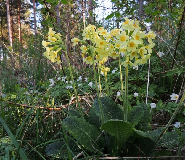 Primula elatior - lehtoesikko voi muodostaa tiiviitä ruusukeryhmiä, joissa on yleensä yksi kukkavana ruusuketta kohti, mutta toisinaan vanoja voi olla useampikin. 22.5.2014. Copyright Hannu Kämäräinen.