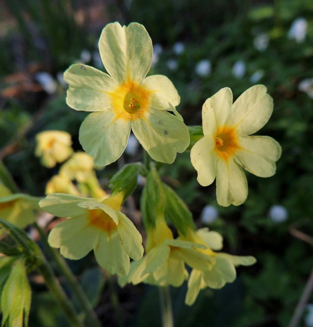Primula elatior - lehtoesikon teriö on noin 15-25 mm leveä. Sen sivulle suuntautuvien kärkiliuskojen päät ovat lovipäiset. Kuvassa kukan viisi keltaponsista hedettä ovat torven suulla näkyvissä ja yksivartaloinen emi on näkymättömissä syvällä torvessa. Toisissa kukissa taas emin luotti on esillä ja heteet syvemmällä torvessa. Tämä vuorottelu varmistaa hyönteisten suorittamaa ristipölytystä. 22.5.2014. Copyright Hannu Kämäräinen.