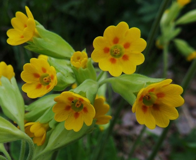 Primula veris - kevätesikon teriö on viisiliuskainen. Liuskojen kärjet ovat lovipäiset. Niiden tyvellä ovat pyöreähköt tai soikeat, oranssit täplät. Siitepölyn vapautumisvaiheessa kukan viisi hedettä ovat nousseet teriön suuaukolle tiiviiksi ryhmäksi emin ympärille peittäen sen kokonaan. Tämän kuvaparin esittämä emin ja heteiden vuorottelu estää tehokkaasti itsepölytyksen. A, Lemland, Herröskatan, luonnonsuojelualue, 26.5.2013. Copyright Hannu Kämäräinen.