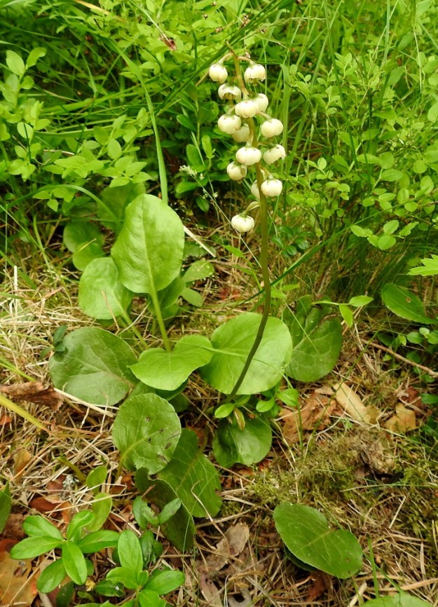 Pyrola media - kellotalvikin kukinto on kukintoperän kärjessä oleva, pysty terttu, jonka kukat ovat joka suuntaan nuokkuvia. Terttu on yleensä noin 3-7 cm pitkä ja noin 5-15-kukkainen. EH, Hämeenlinna, Loimalahti, Kolkanmäen sivua kulkevan ulkoilureitin laitametsä, 2.7.2022. Copyright Hannu Kämäräinen.