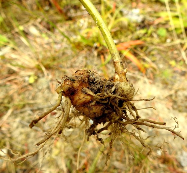 Scrophularia nodosa - (tumma)syyläjuuren juurakko on mukulamaisen turpea ja kyhmyinen. EH, Hämeenlinna, Loimalahti, Hirsimäki, omakotialueen pihamaan laita, 5.9.2022. Copyright Hannu Kämäräinen.