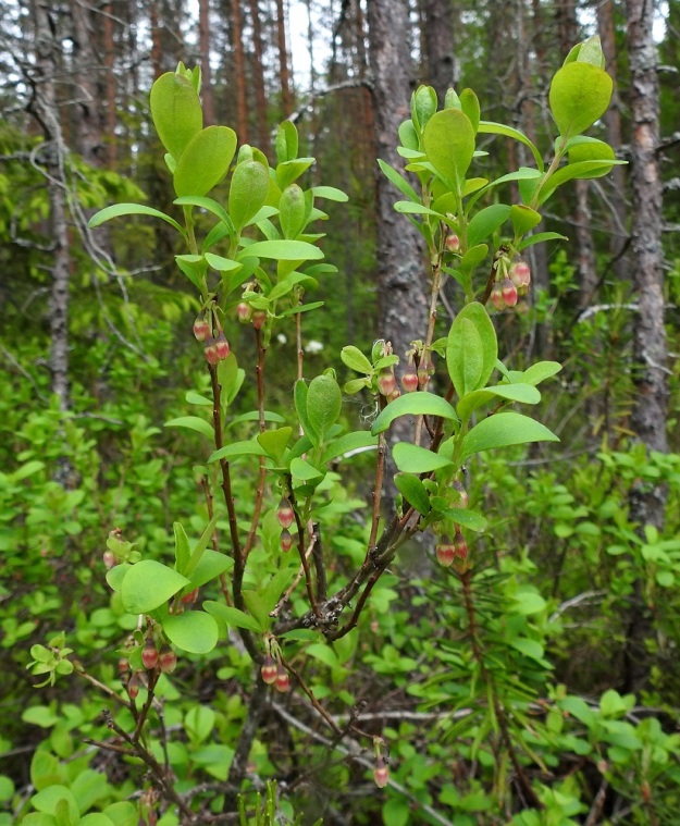 Vaccinium uliginosum subsp. uliginosum - (taiga)juolukka subsp. suojuolukka on pysty tai koheneva varpu, joka kasvaa usein pieneksi pensaaksi asti. Se on tavallisesti noin 15-70 cm korkea. Varret ovat haarovia, harmaita tai ruskean eri sävyisiä ja vanhemmilta osiltaan hilseileviä. Vuosiversot ovat aluksi vihertävät. Lehdet ovat kukintavaiheessa vielä vaaleanvihreät. 9.6.2022. Copyright Hannu Kämäräinen.