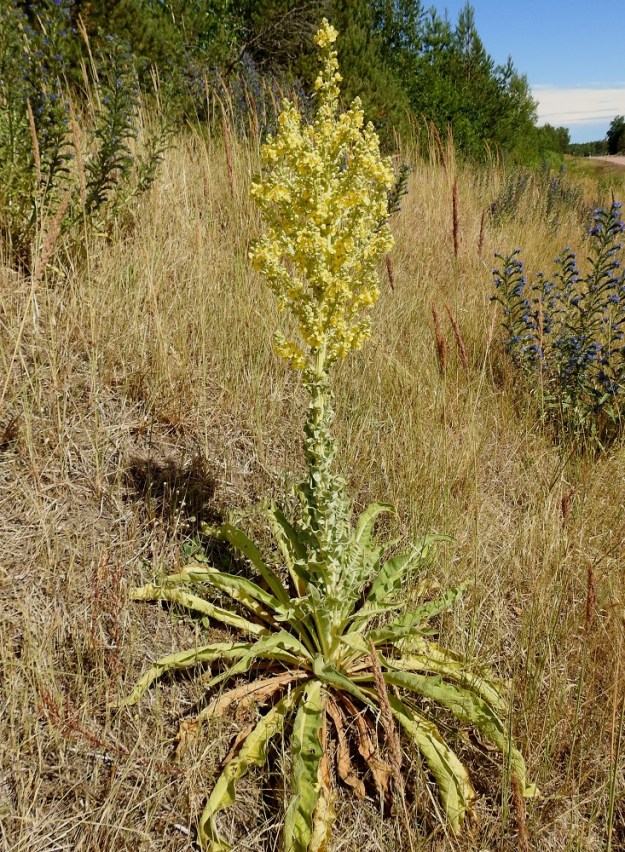 Verbascum speciosum - pustantulikukka on tavallisesti noin 100-200 cm korkea ja pysty ruoho, jonka varsi on tanakka, haaraton ja lehdekäs. Huomiota herättää myös runsas ja kookas tyvilehtien rypäs. 13.7.2022. Copyright Hannu Kämäräinen.