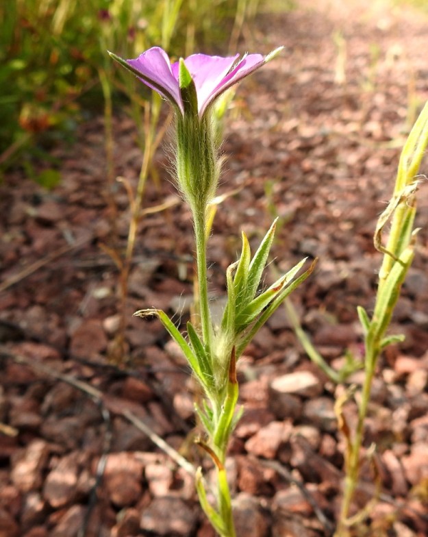 Agrostemma githago - isoaurankukan kukat ovat yksittäin varren tai lehtihankaisten haarojen kärjessä. Varsinaista kukkaperää ei ole. 11.7.2022. Copyright Hannu Kämäräinen.