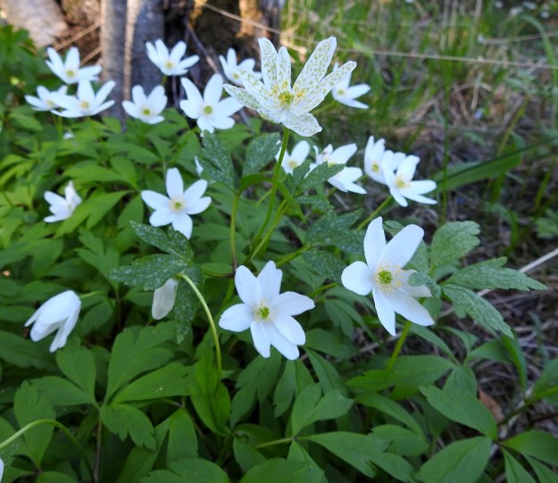 Anemone nemorosa - valkovuokkoa vaivaa aika yleisesti ruostesieniin kuuluva valkovuokon-pihlajanruoste, Ochropsora ariae. Se on nimensä mukaisesti kaksi-isäntäinen. Helmi-itiövaihe vaivaa valkovuokkoa ja myöhemmin kesällä sieni siirtyy pihlajaan, jossa se näkyy lehtien alapinnan valkoisina laikkuina. Sieni-infektio saa usein valkovuokon kasvamaan terveitä versoja kookkaammaksi. Lehdet paksuuntuvat itiöpesäkkeiden vaikutuksesta ja niihin tulee usein epämuodostumia. EH, Hämeenlinna, Loimalahti, Hirsimäki, 12.5.2018. Copyright Hannu Kämäräinen.
